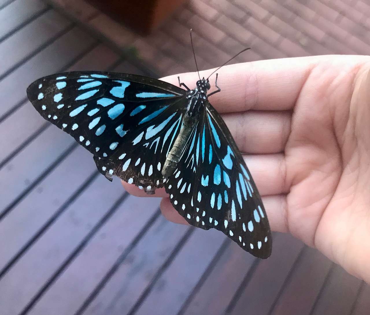 Blue Tiger butterfly
