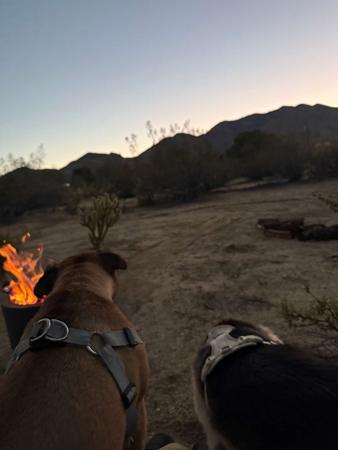 Happy dogs