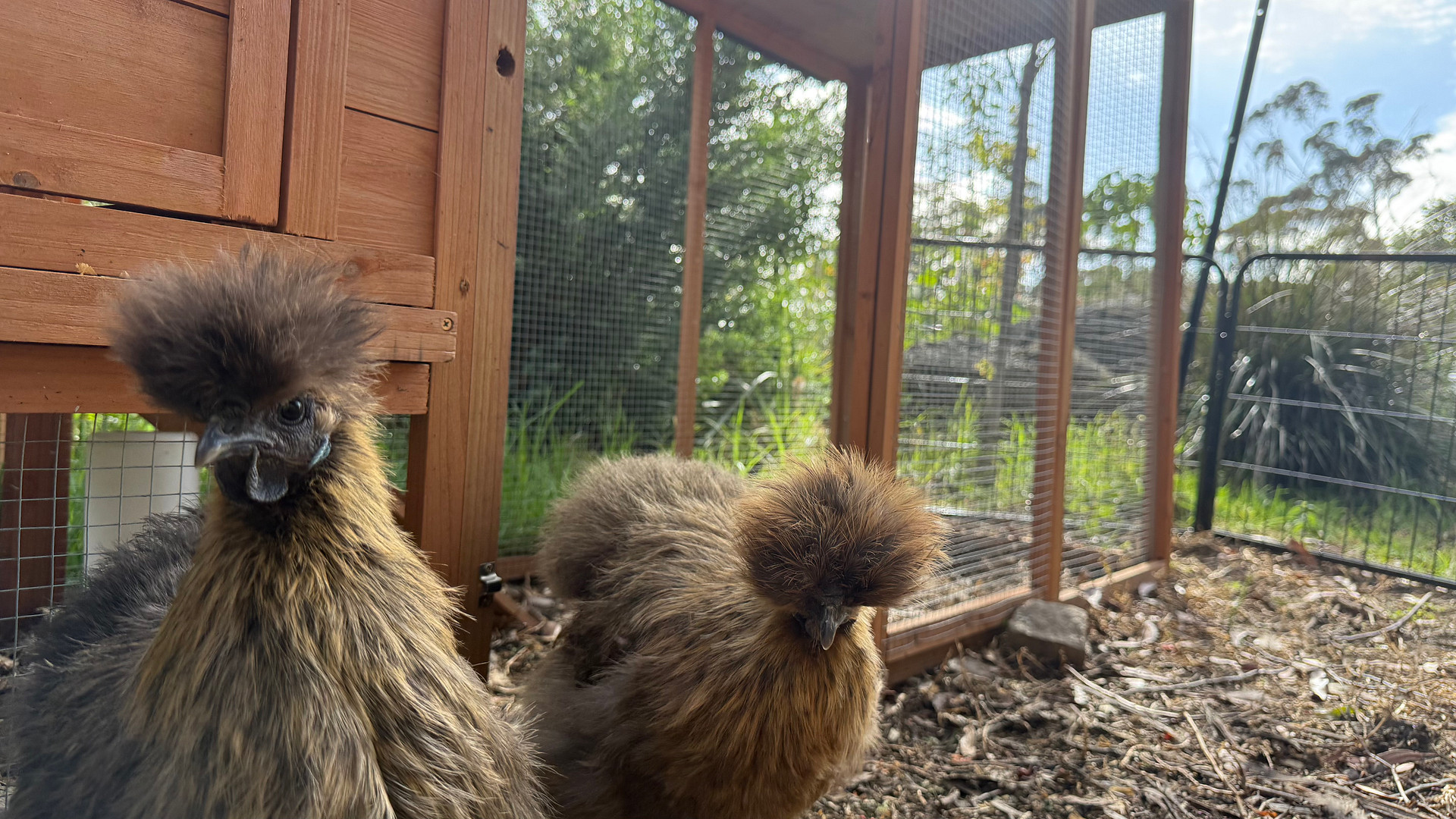 Our two silky hens D-nice and J-quellin 