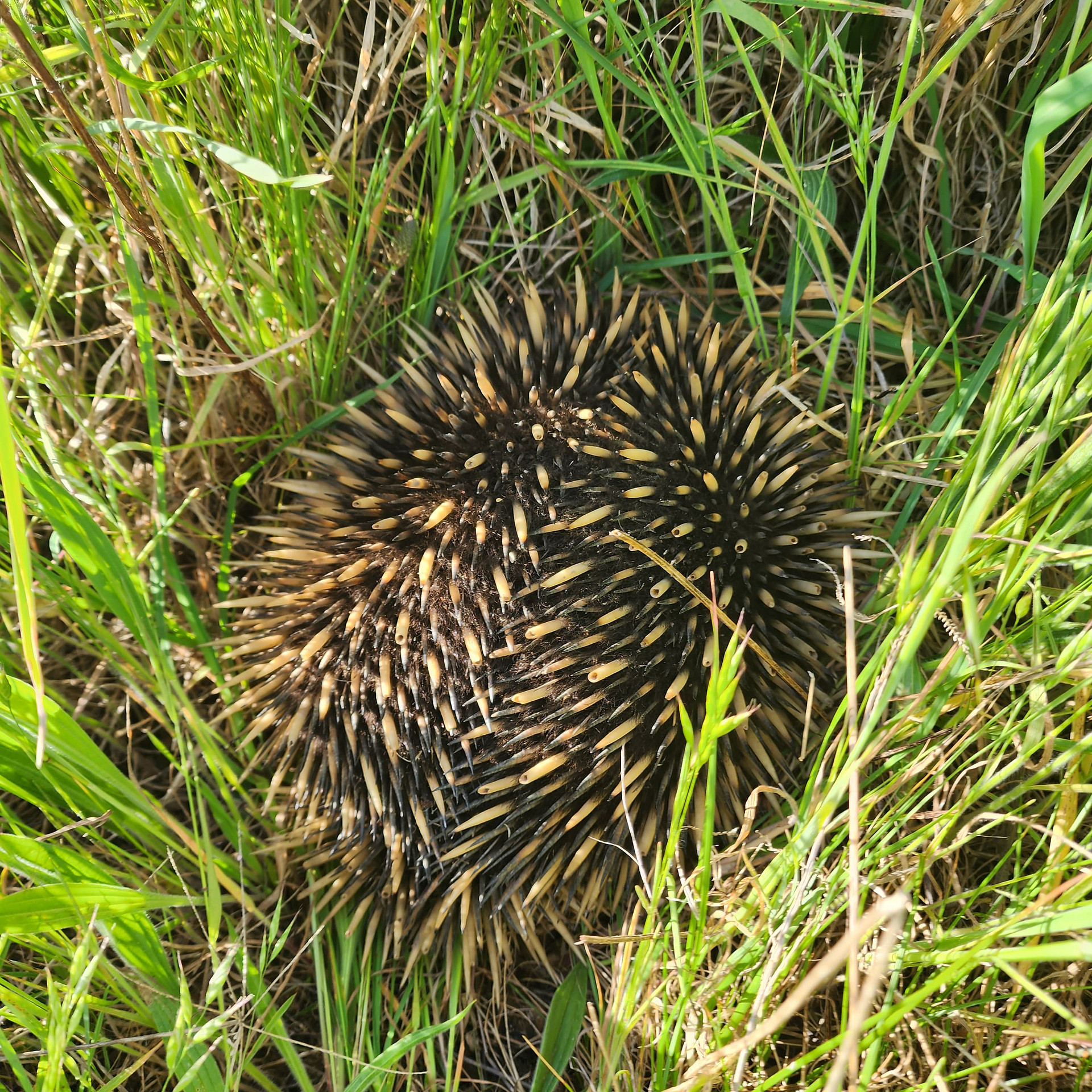 Local wildlife
