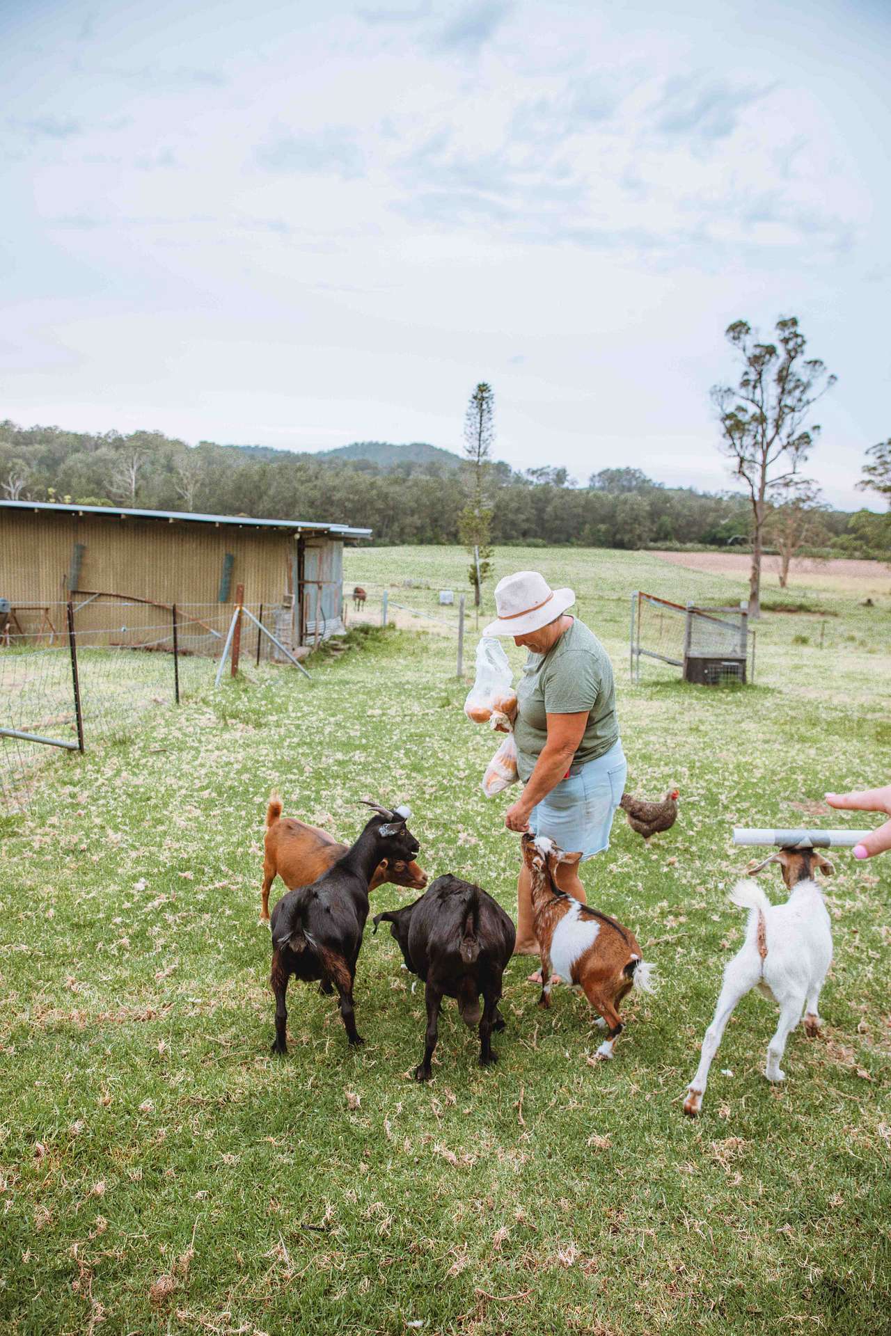 farm feeding 