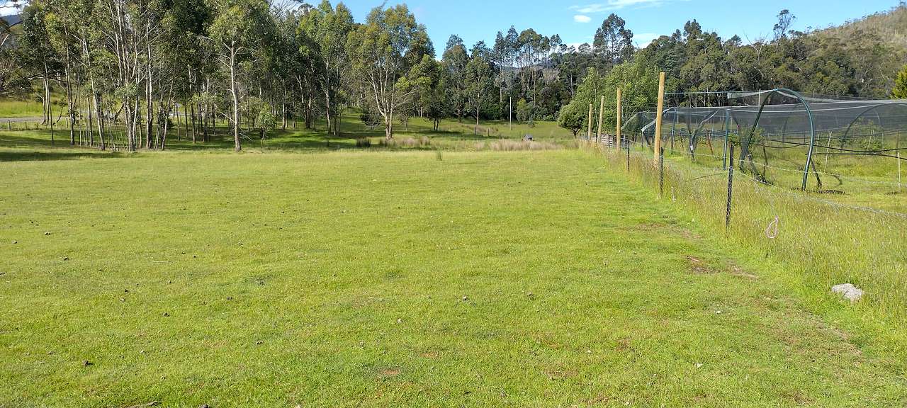 Haskaps Of TAS Camping
