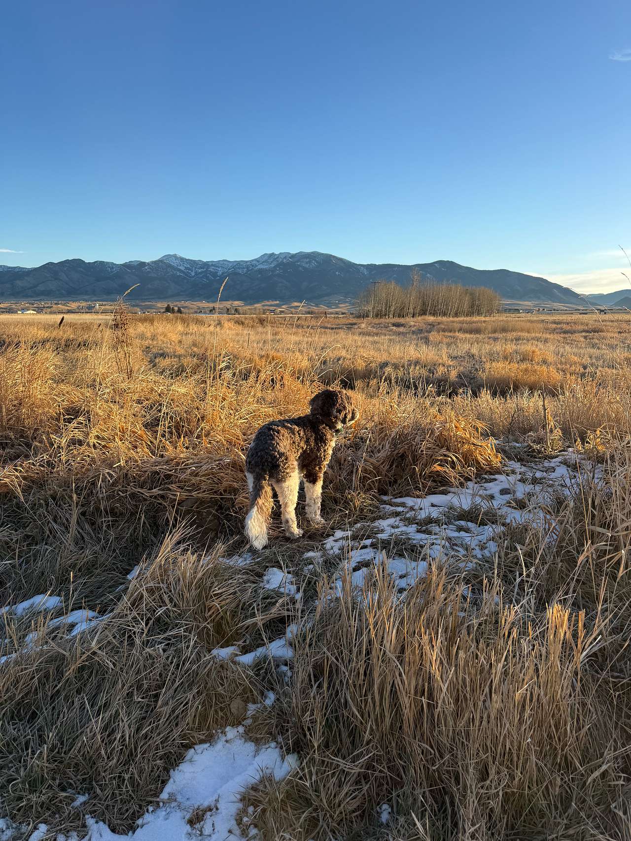 Creekside at Liberty Acres Bozeman