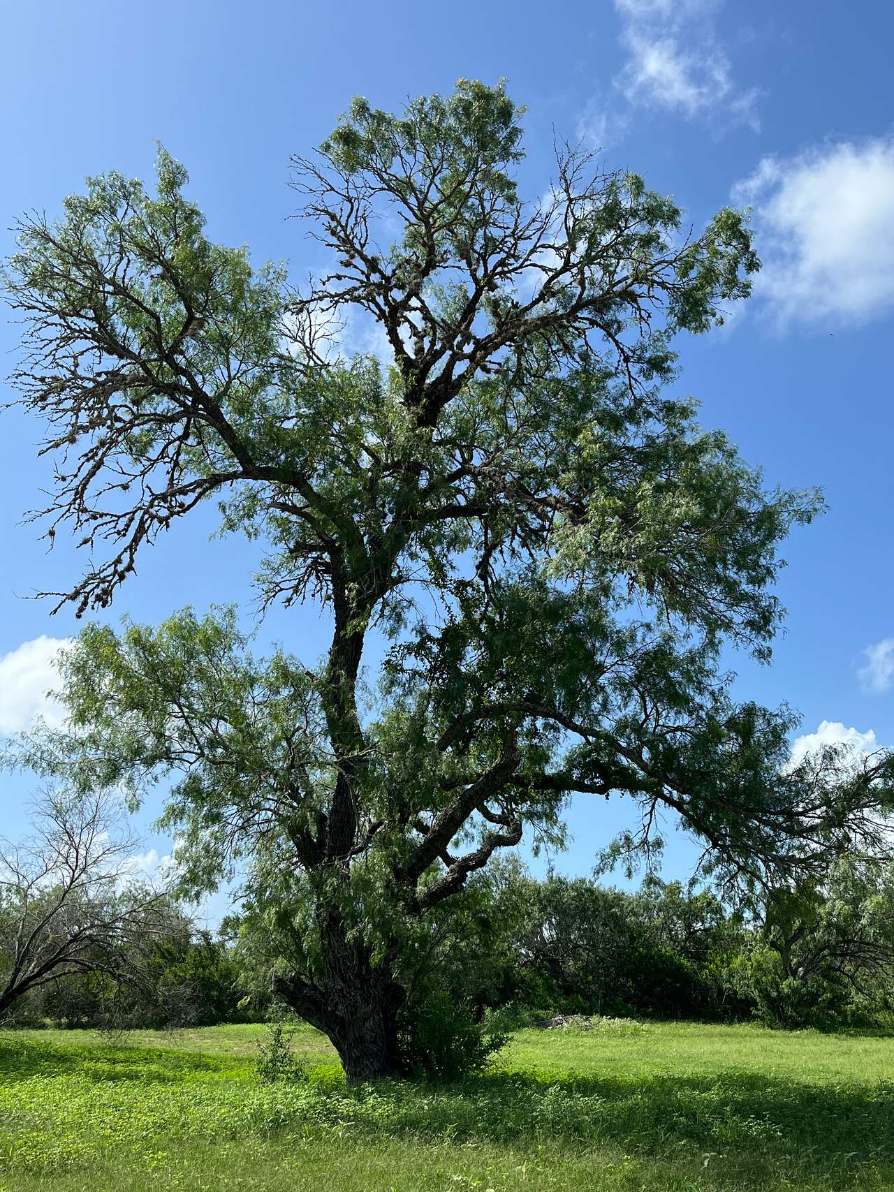 Miss Bee Haven Ranch