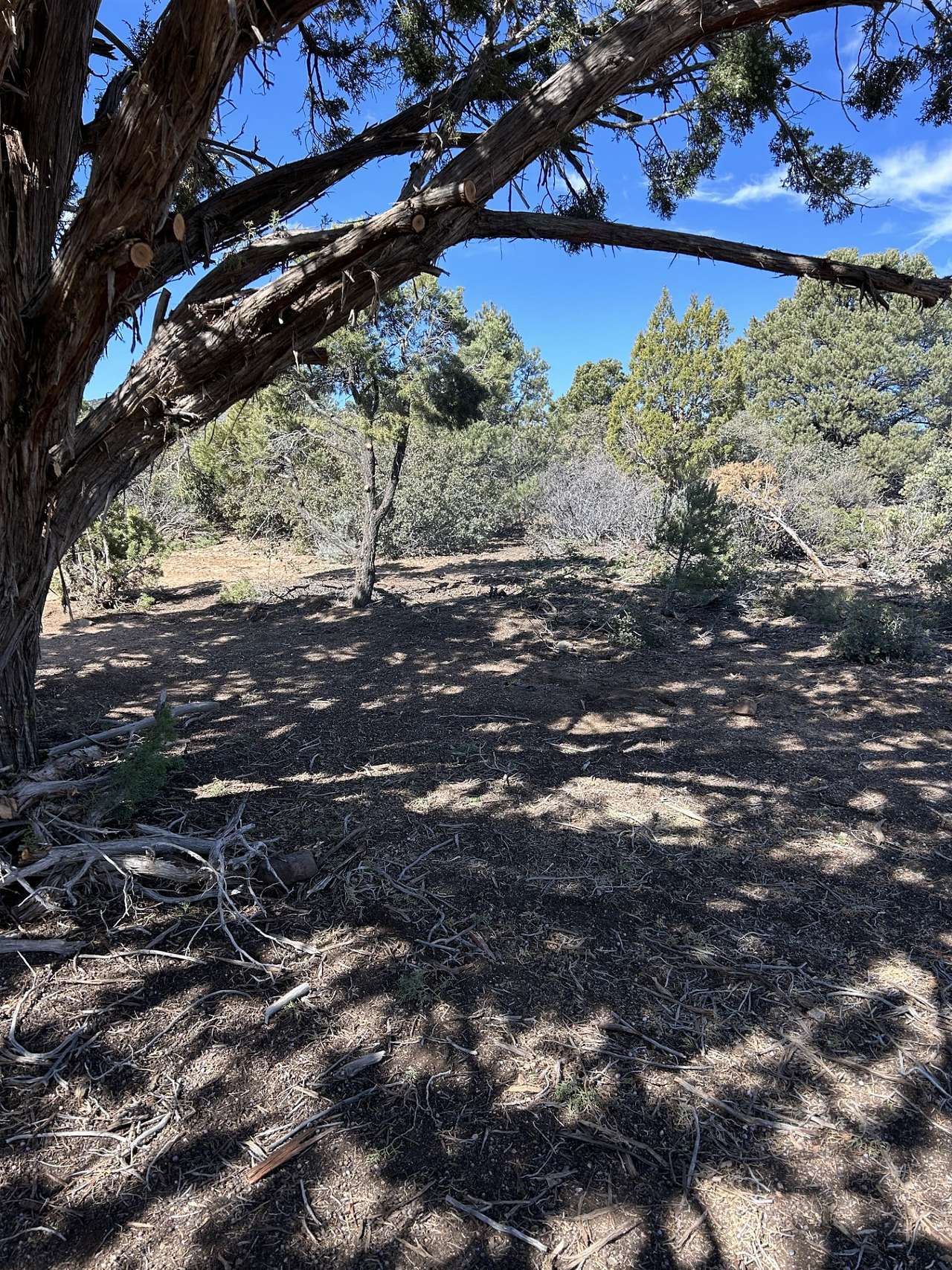 Juniper Tree Camp