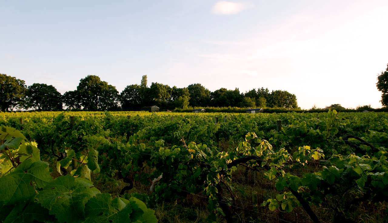 Astley Vineyard Shepherd Huts