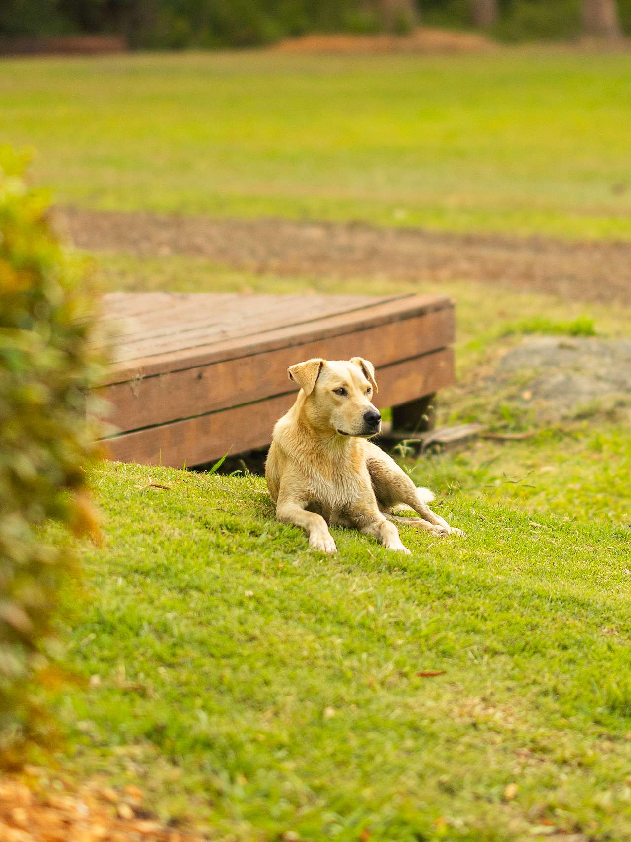 Dog friendly