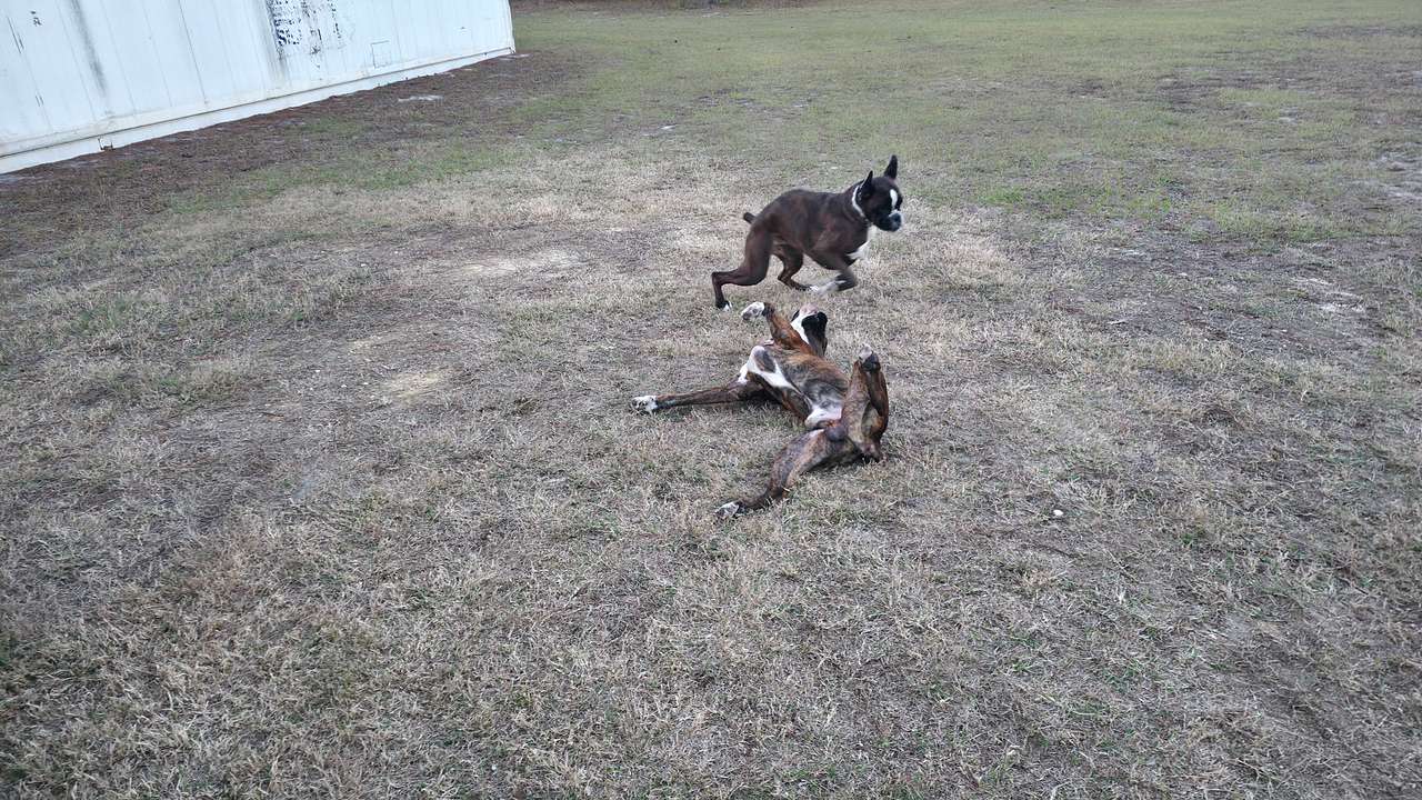 Happy dogs
