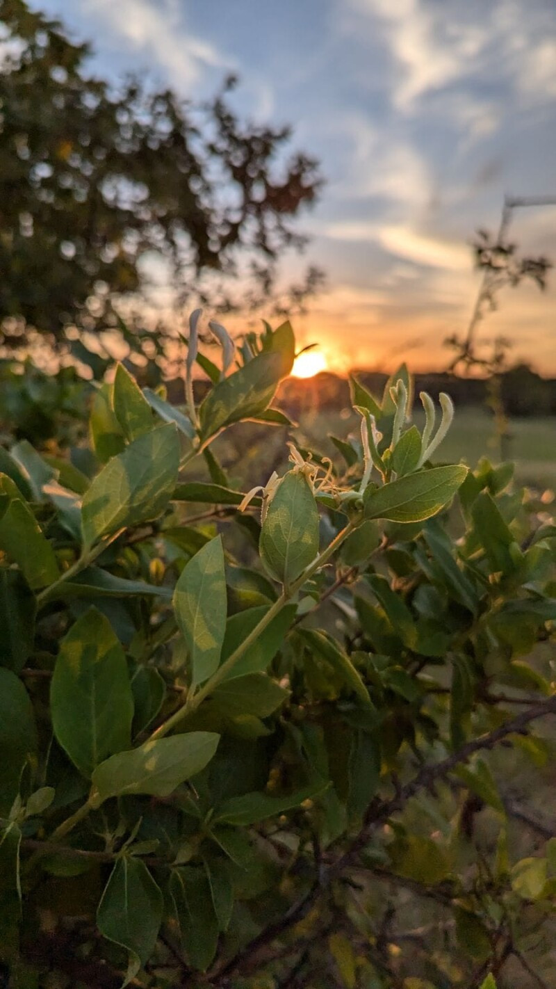 Wandering Trail Farms