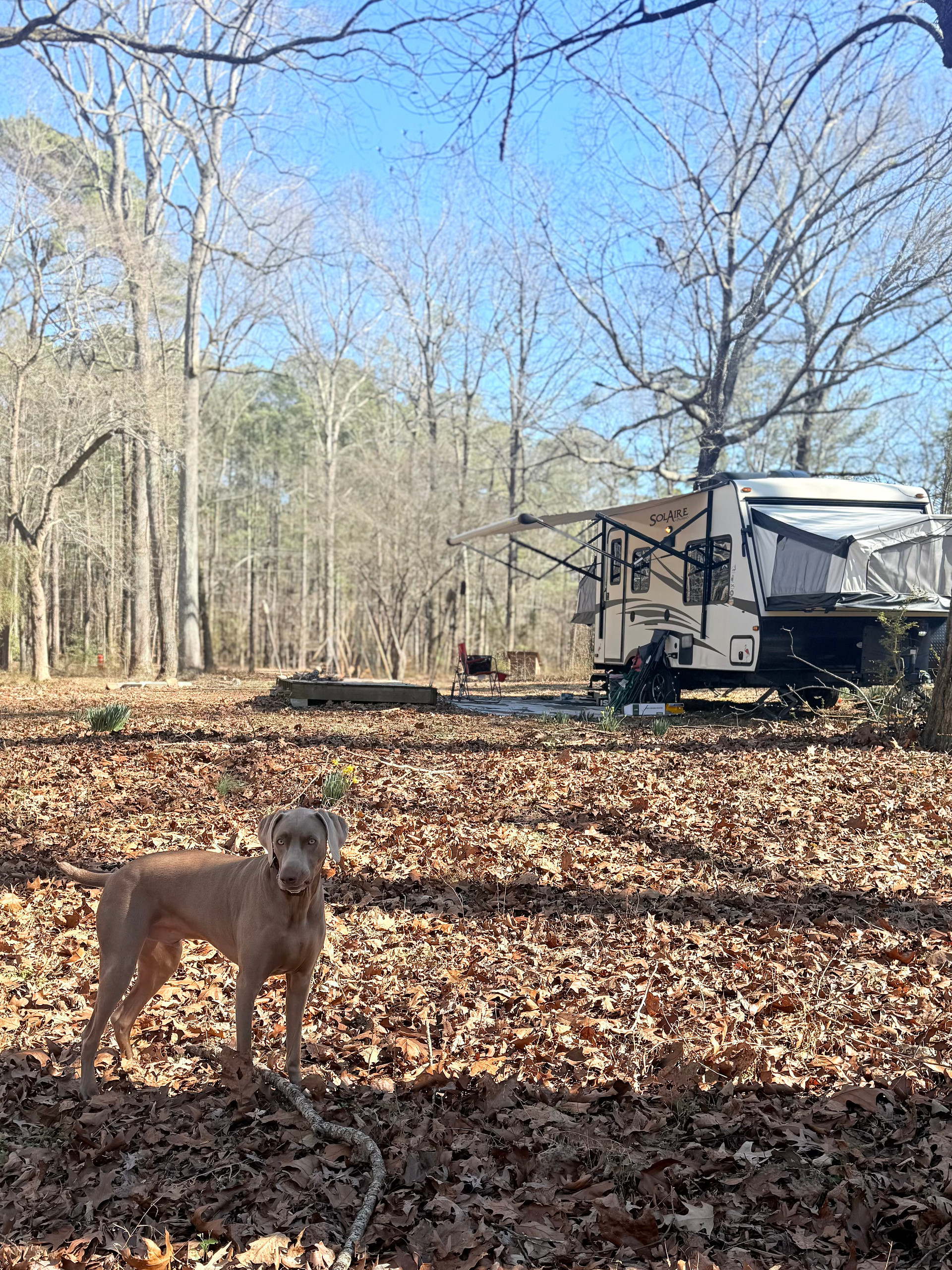 In The Woods
