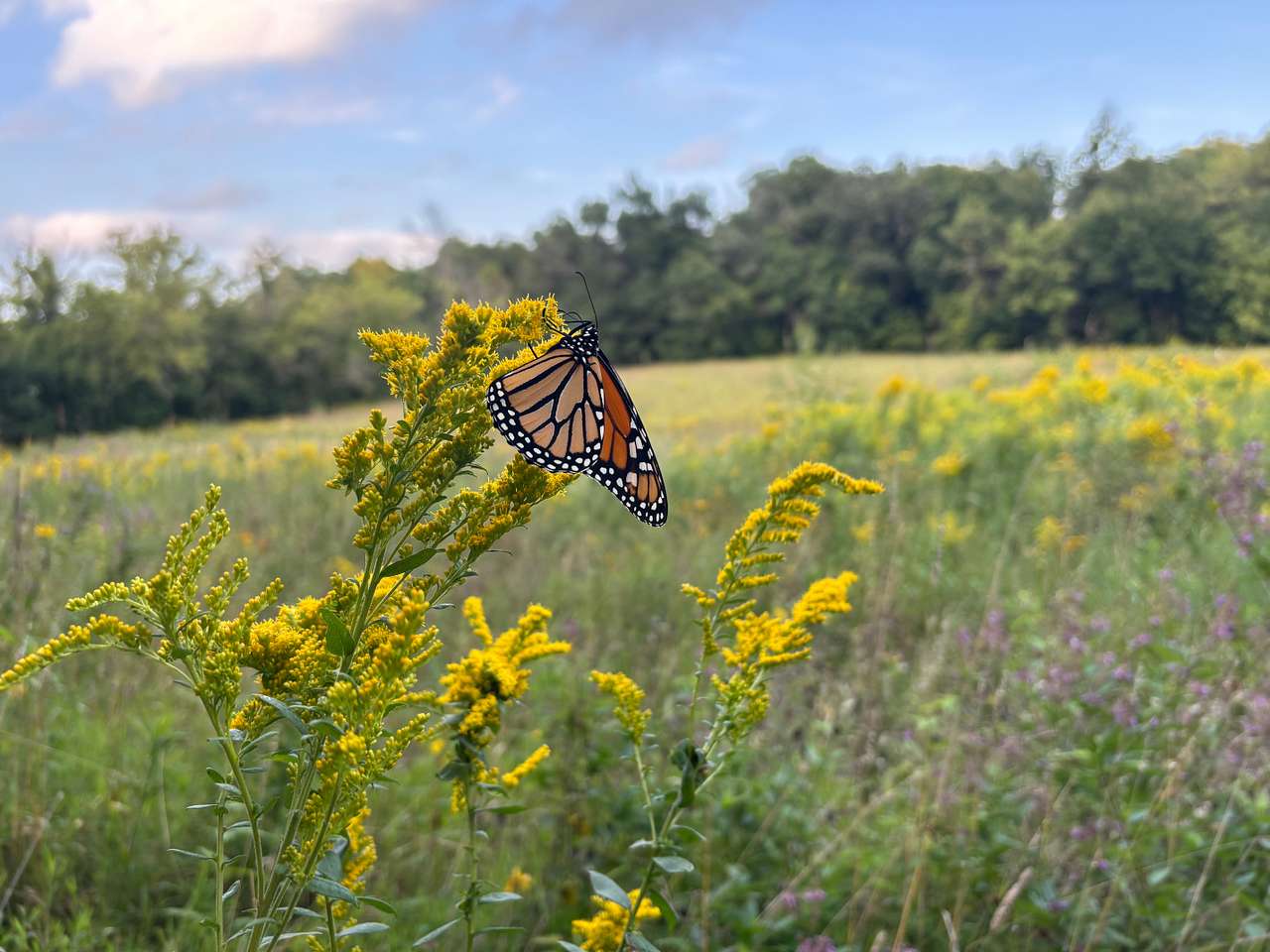 Enjoy the pollinators who visit our native prairie!