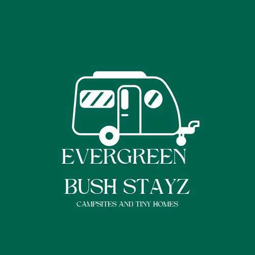 Evergreen Bush Stayz