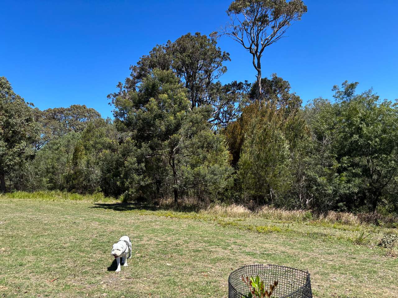 Bunga Summit