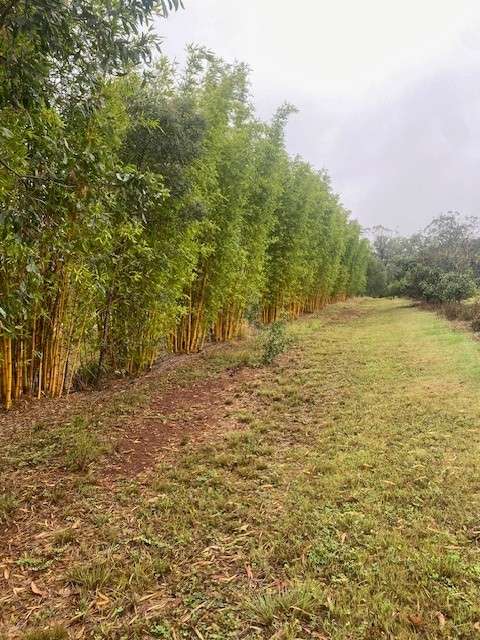Bamboo Row next to Avocado Trees, you will drive past the row of Bamboo to be in the camping area, with 50 acres of gentle slop to choose your site.