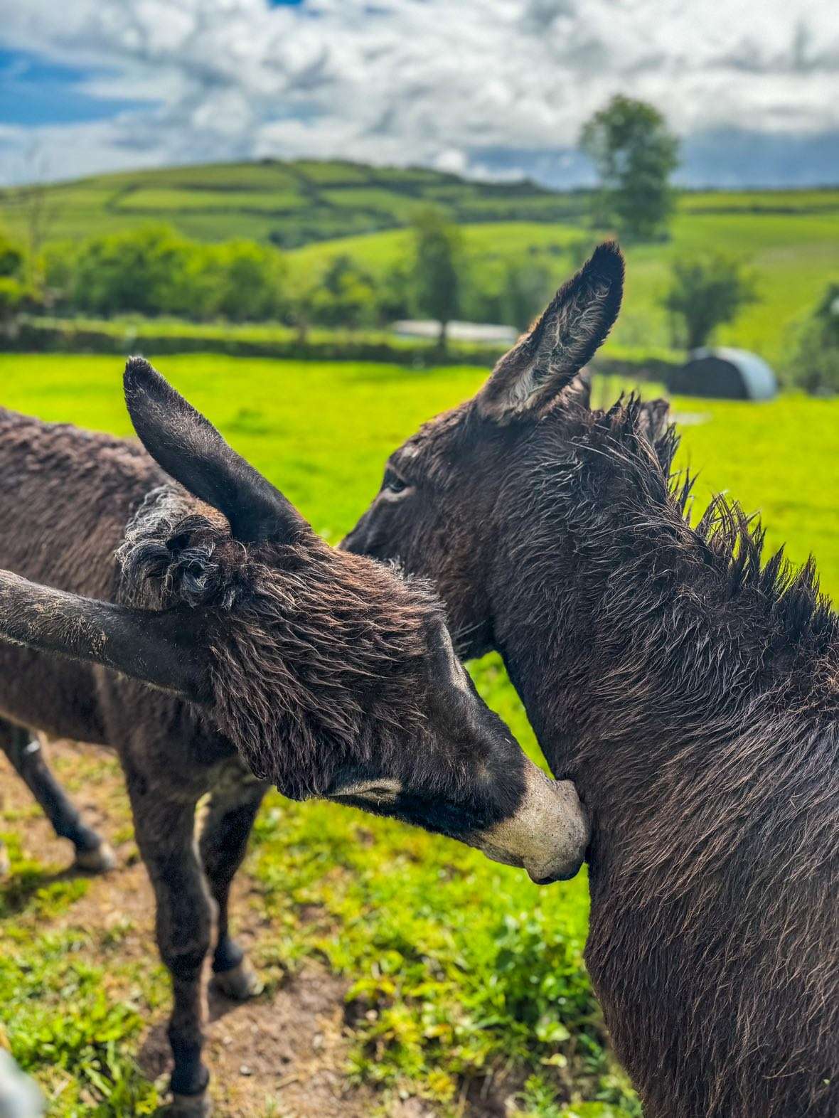 Caffyns Farm Camping