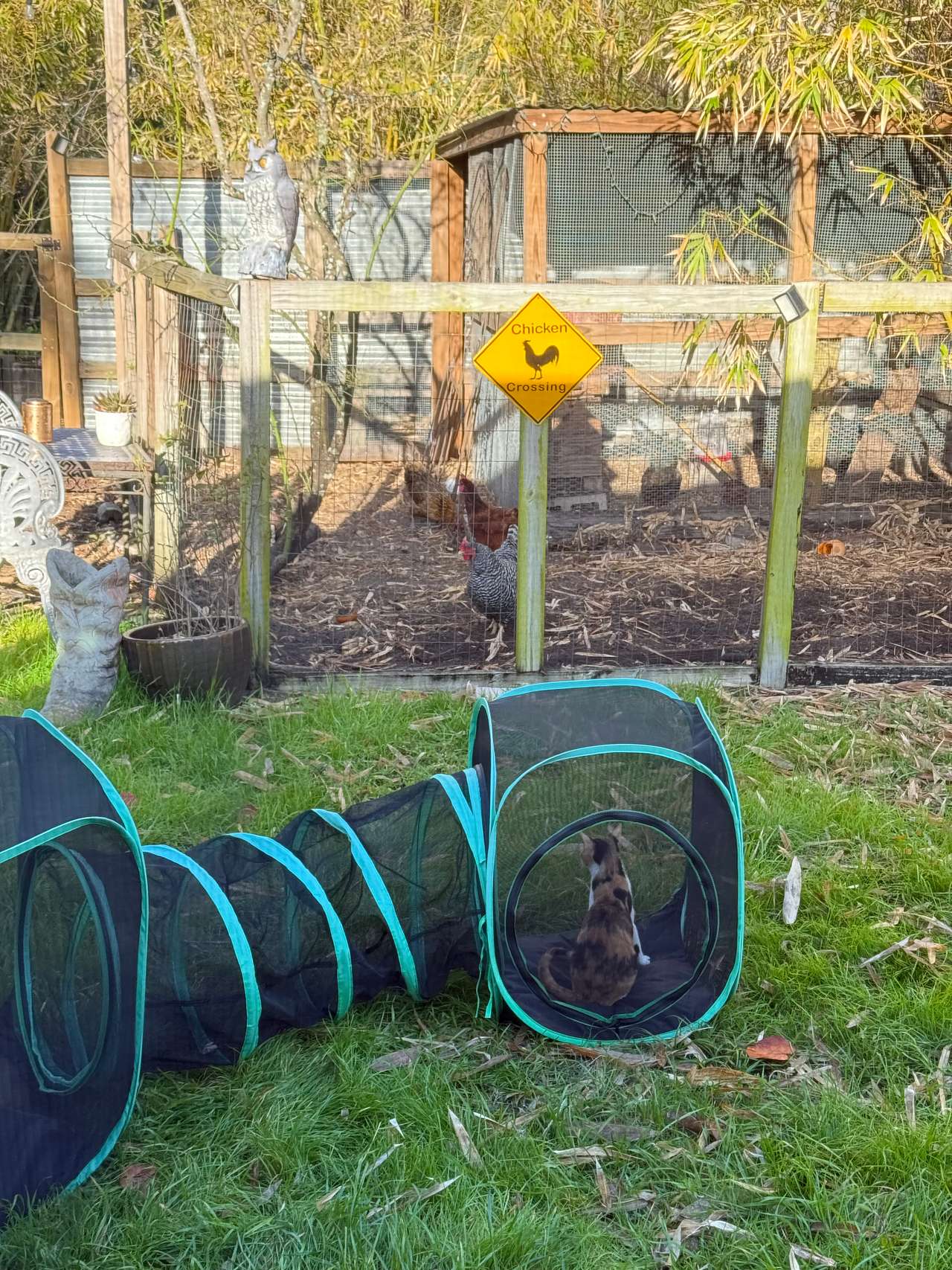 Honey Bunny’s Urban Oasis