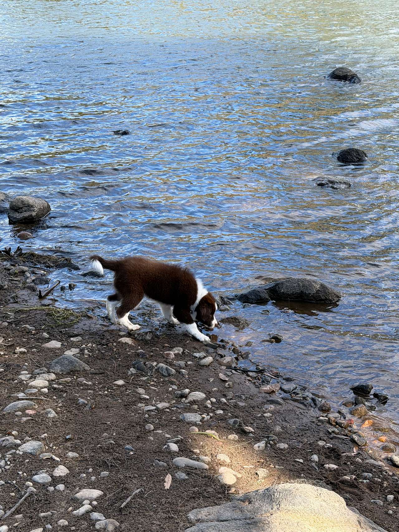 Jarabin on the Murrumbidgee