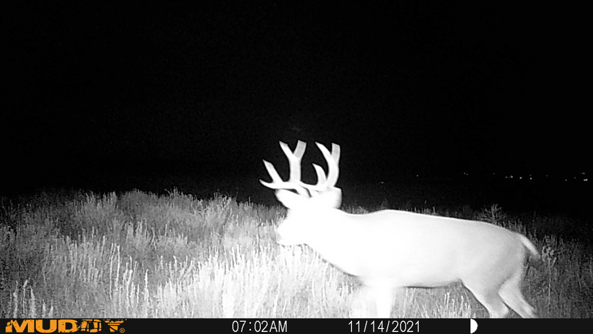 Mule Deer