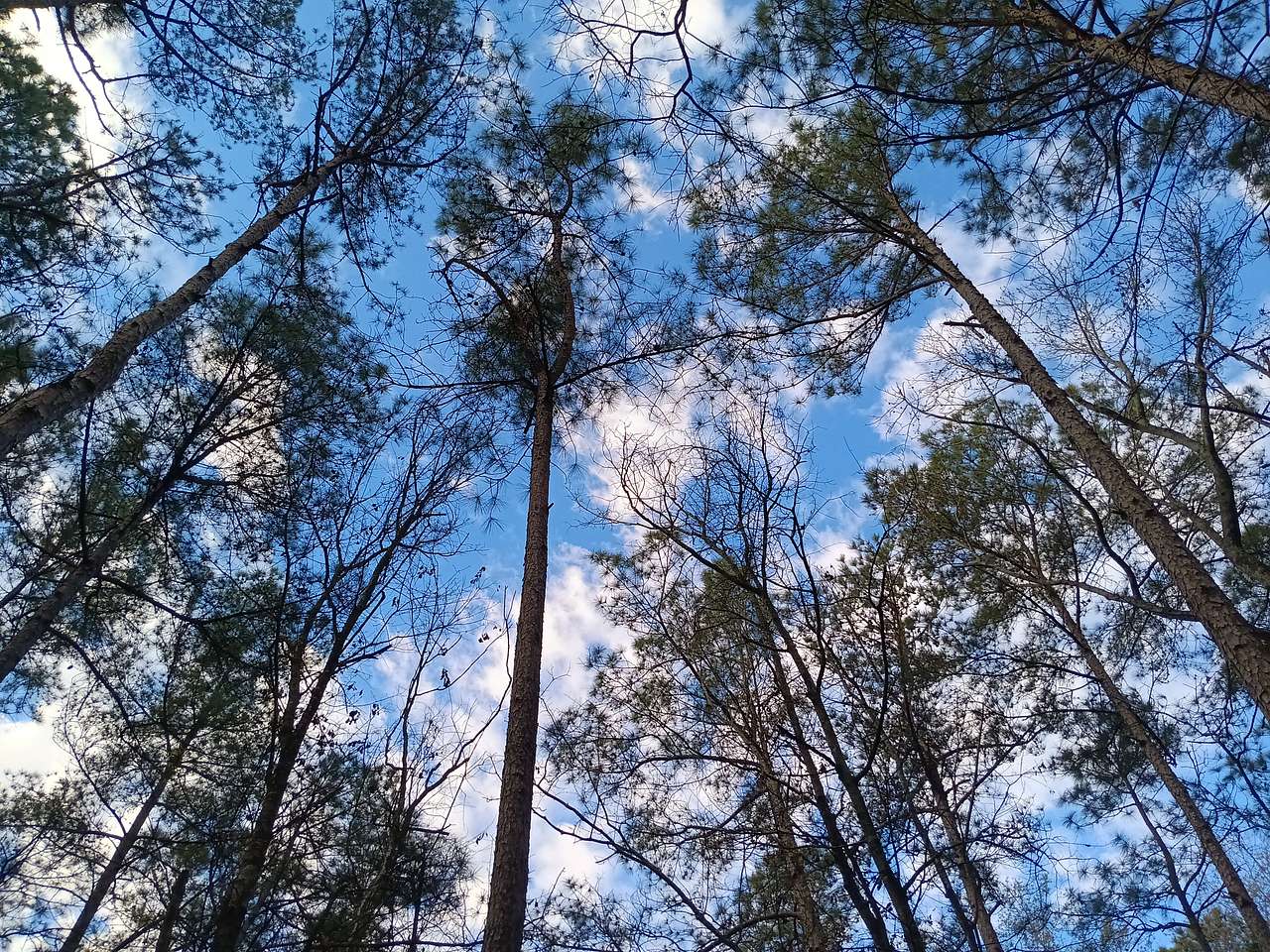 Victoria's Camp Aiken/Augusta Area