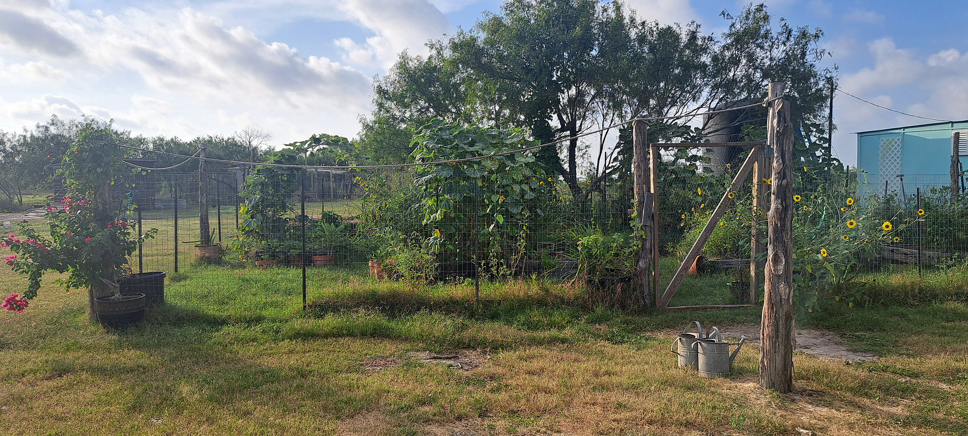 El Nopalito