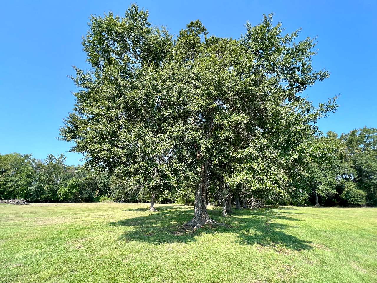 The Sycamore Tree Farm