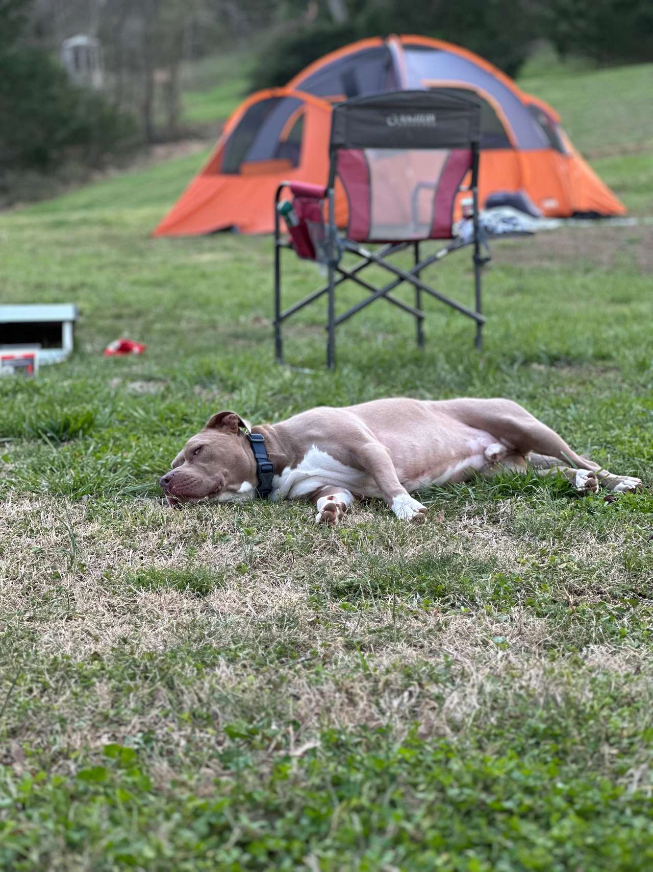Coop all worn out 