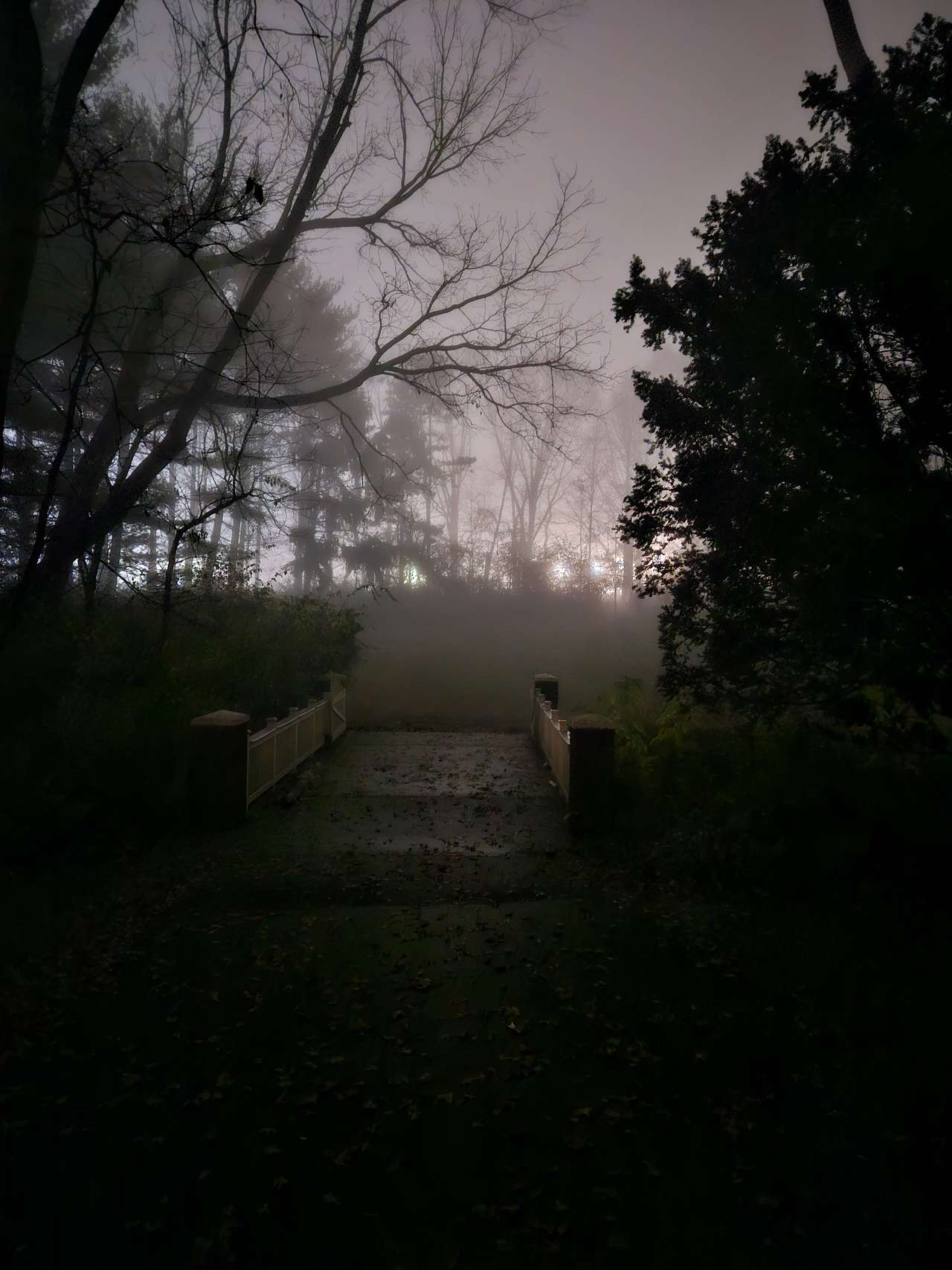 Foggy evening 