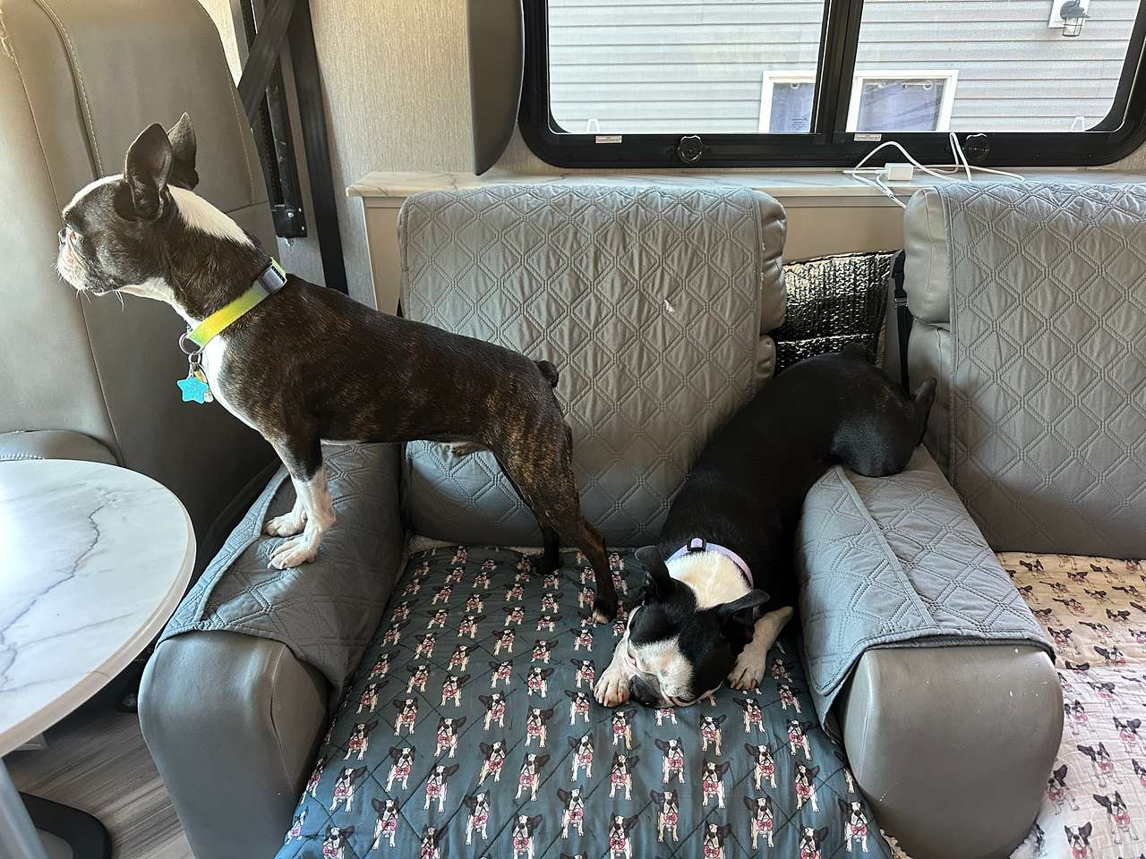 Boston and Blu