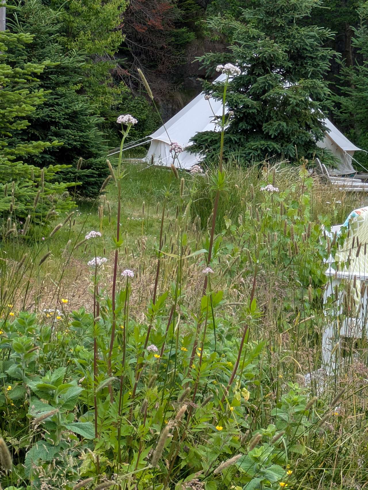 East Coast Newfoundland Cottage & Cabins