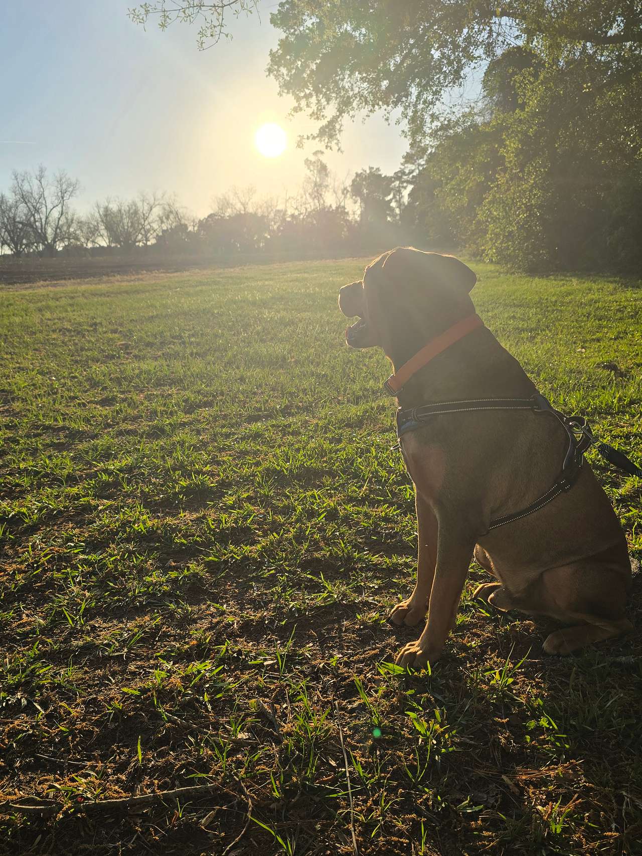 Pecan Orchard