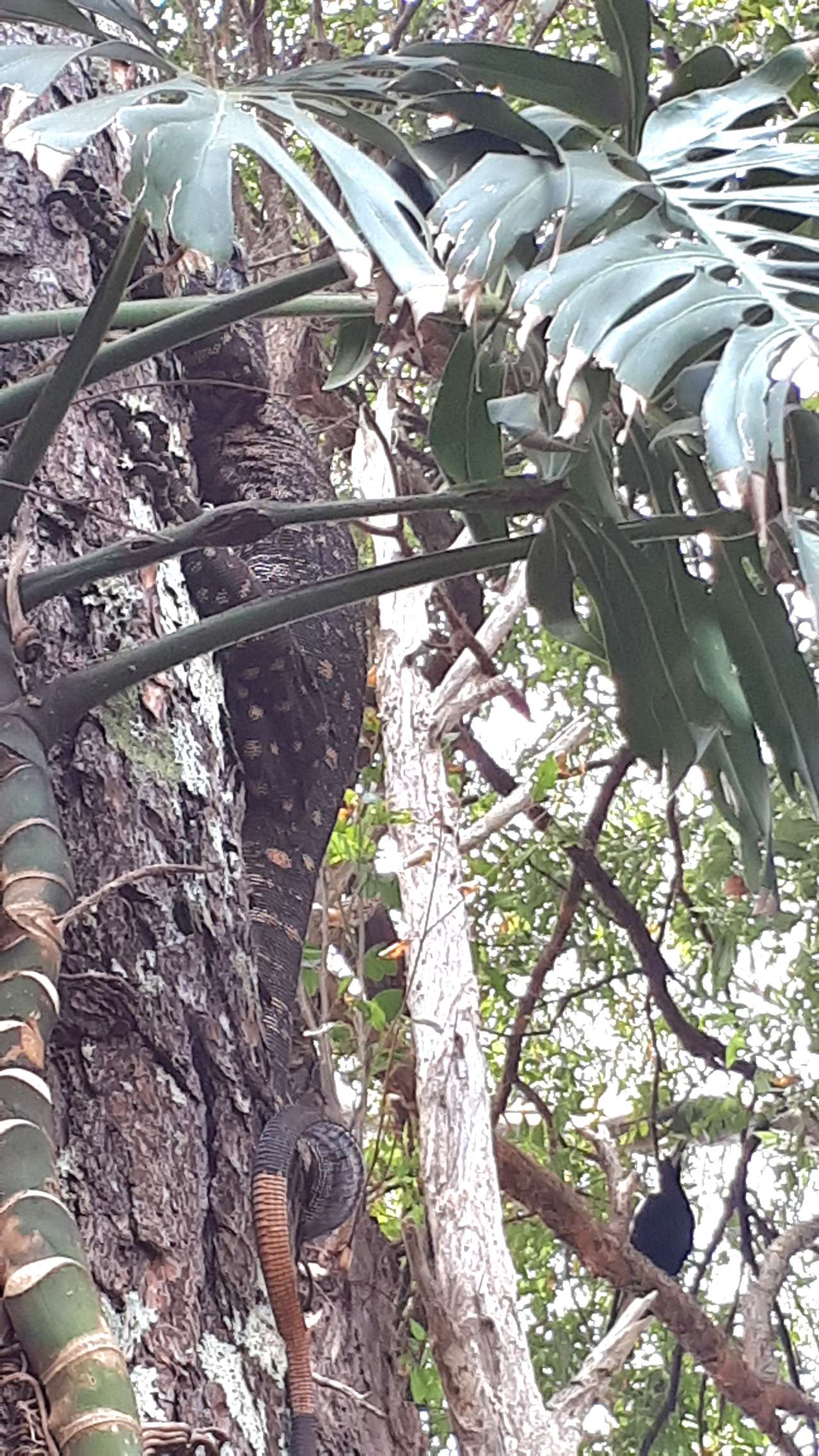 Some of the locals.