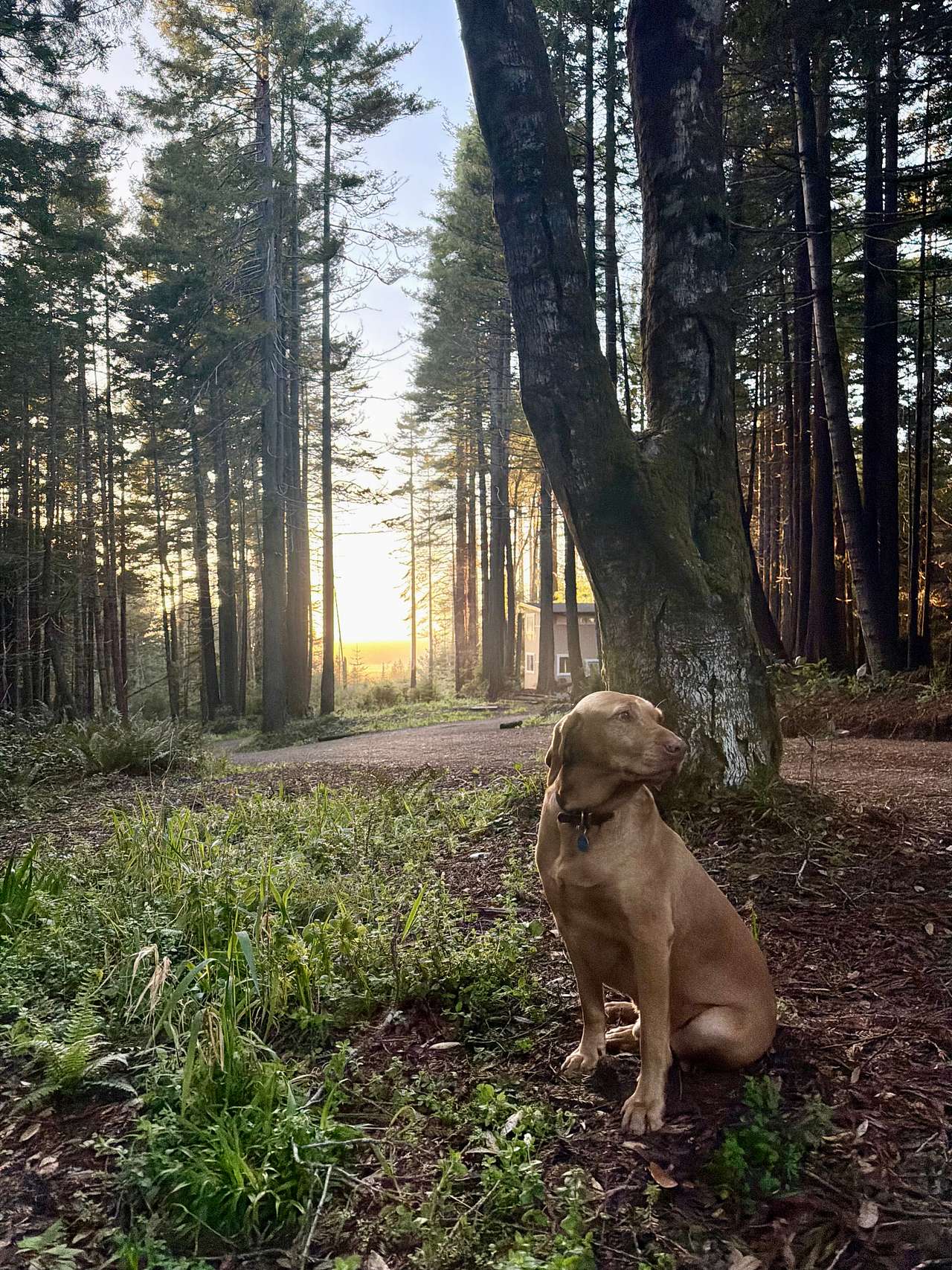 Ocean-view Redwood Forest Glamping
