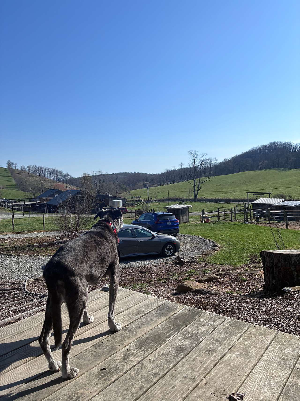 RugbyCreek Pet Friendly Rentals