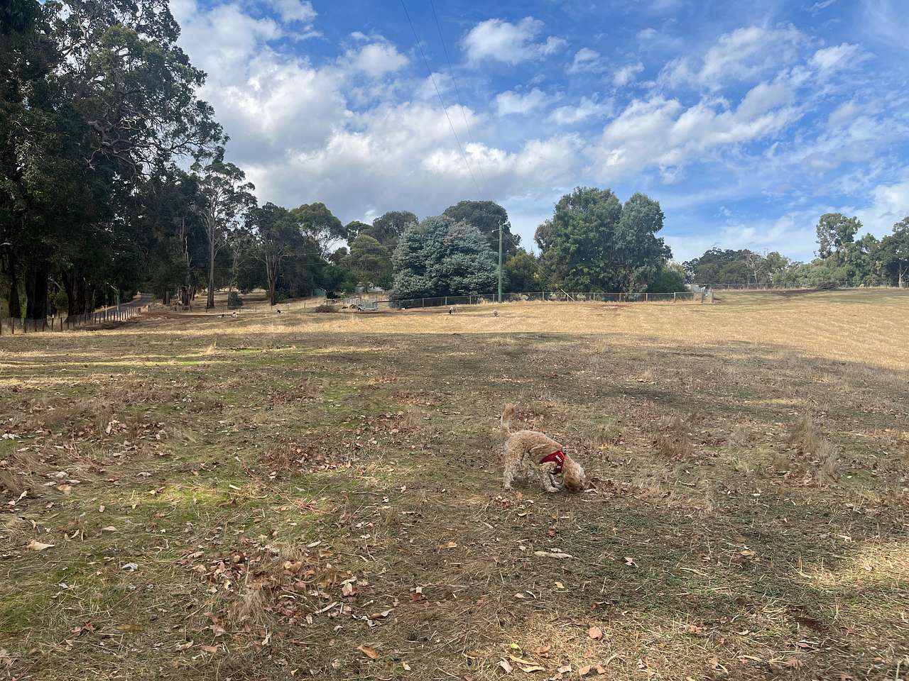 Bunyip Meadows