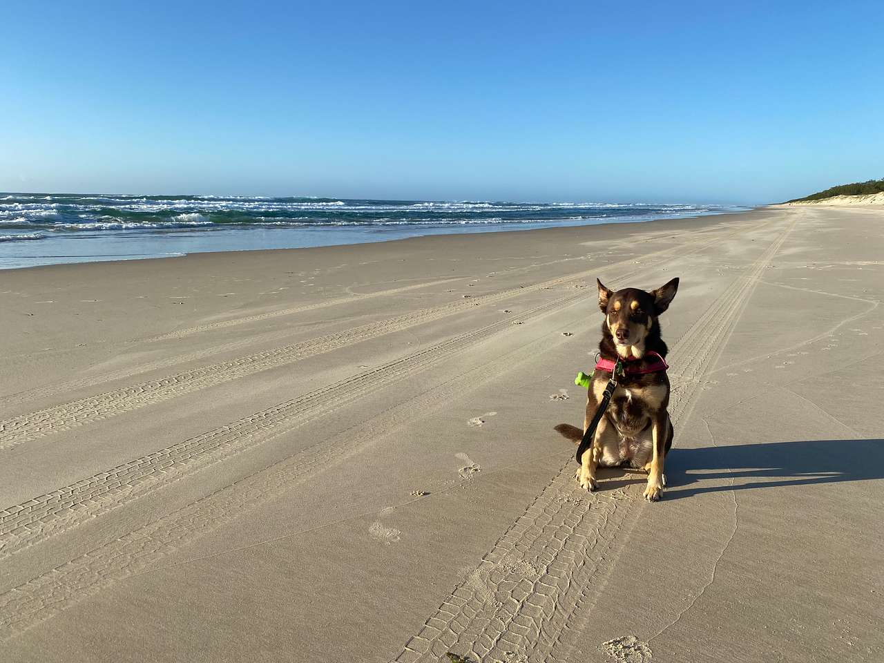 A kelpie’s dream