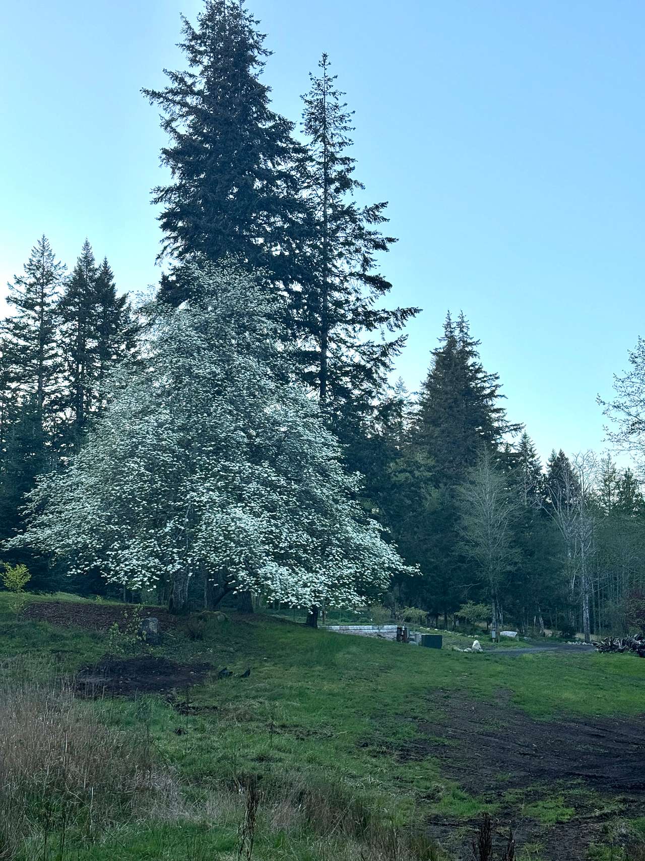 Park by the fir and Dogwood