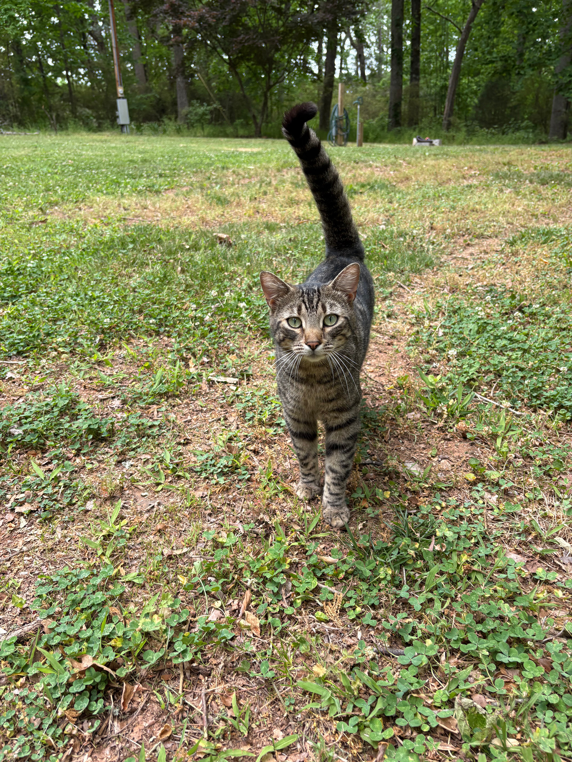 In The Woods