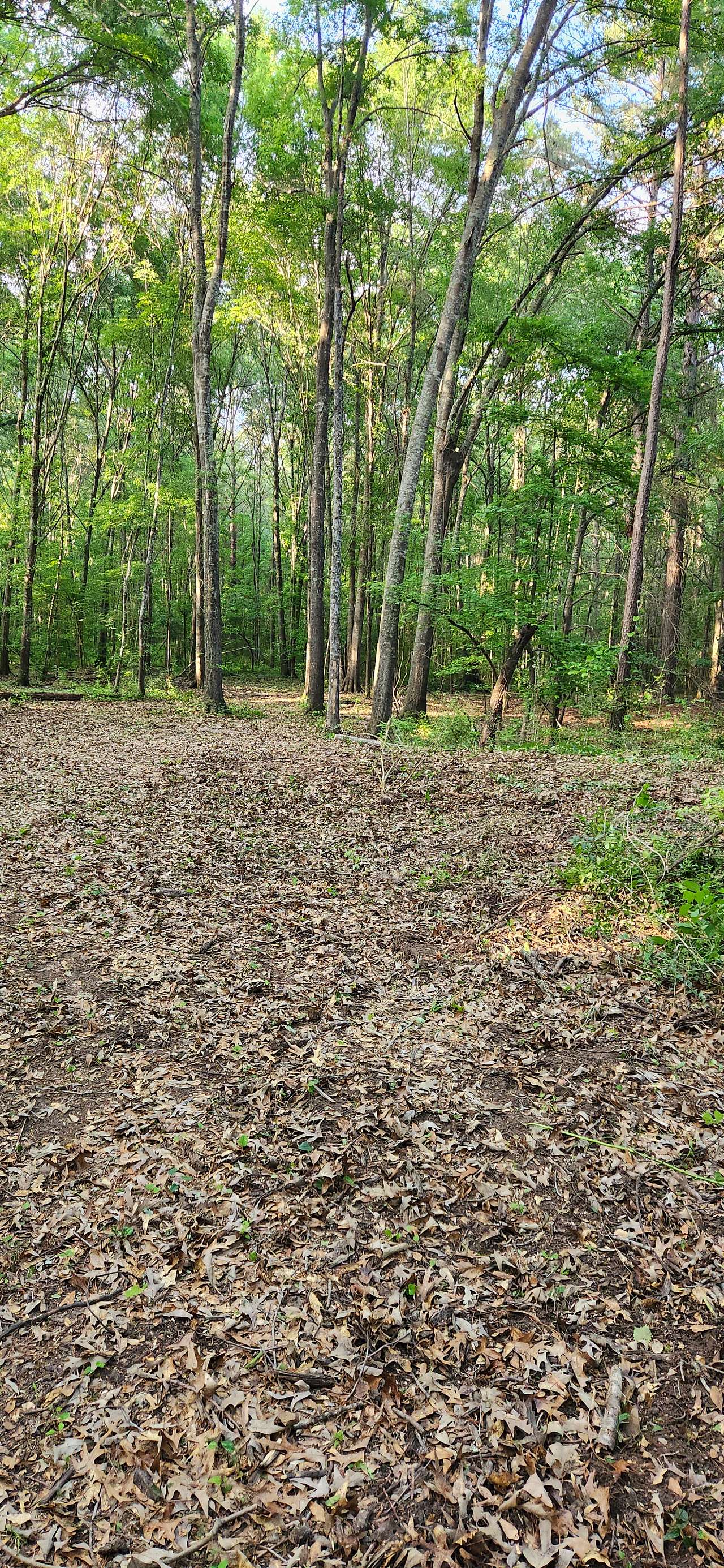 Piney Woods Camp