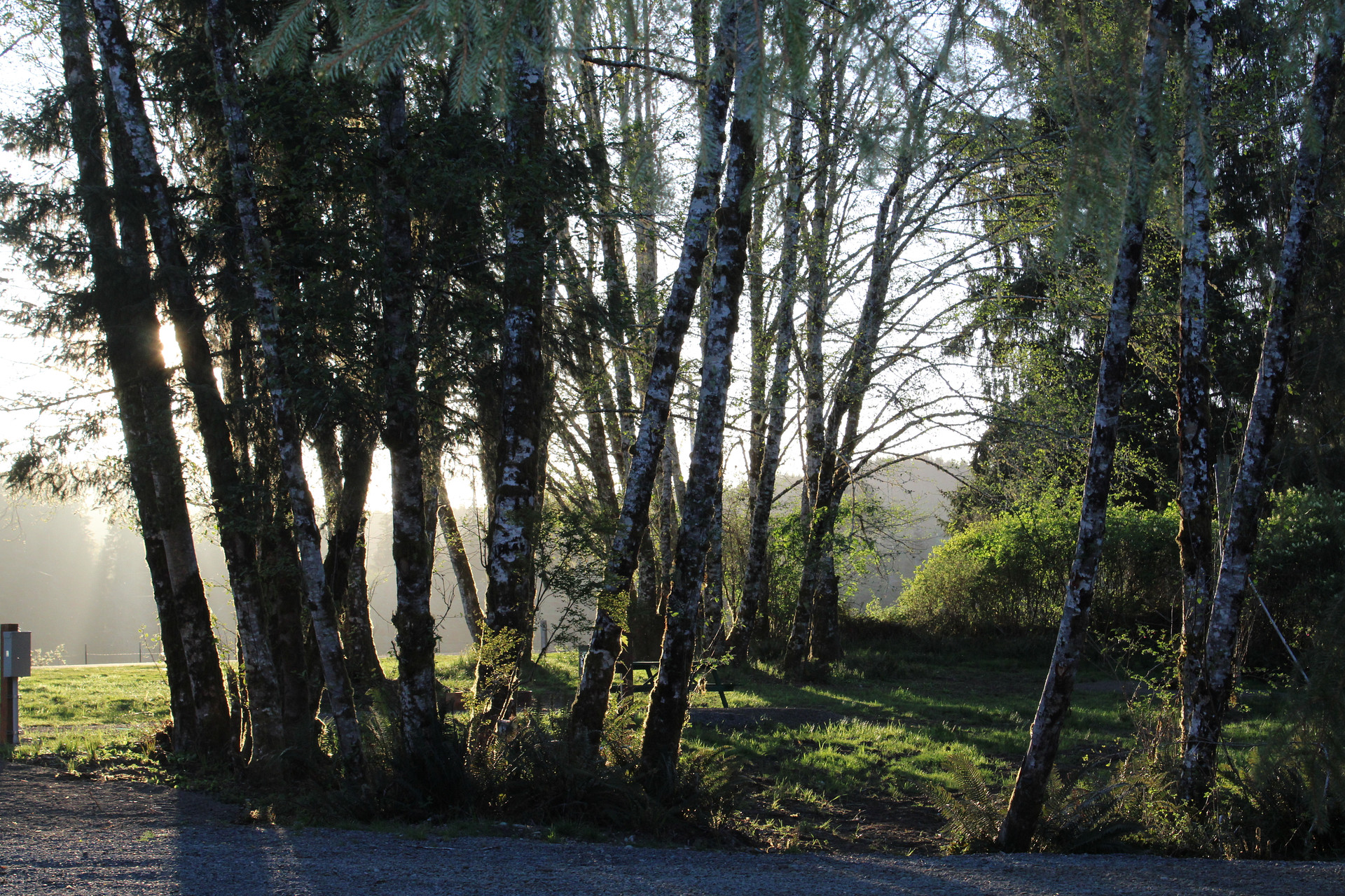 Evening sunlight coming through the trees