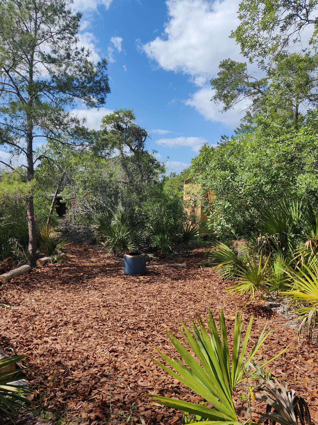 Harmon Pine (Tent Campsite)