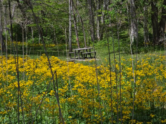 River Trail Hollow