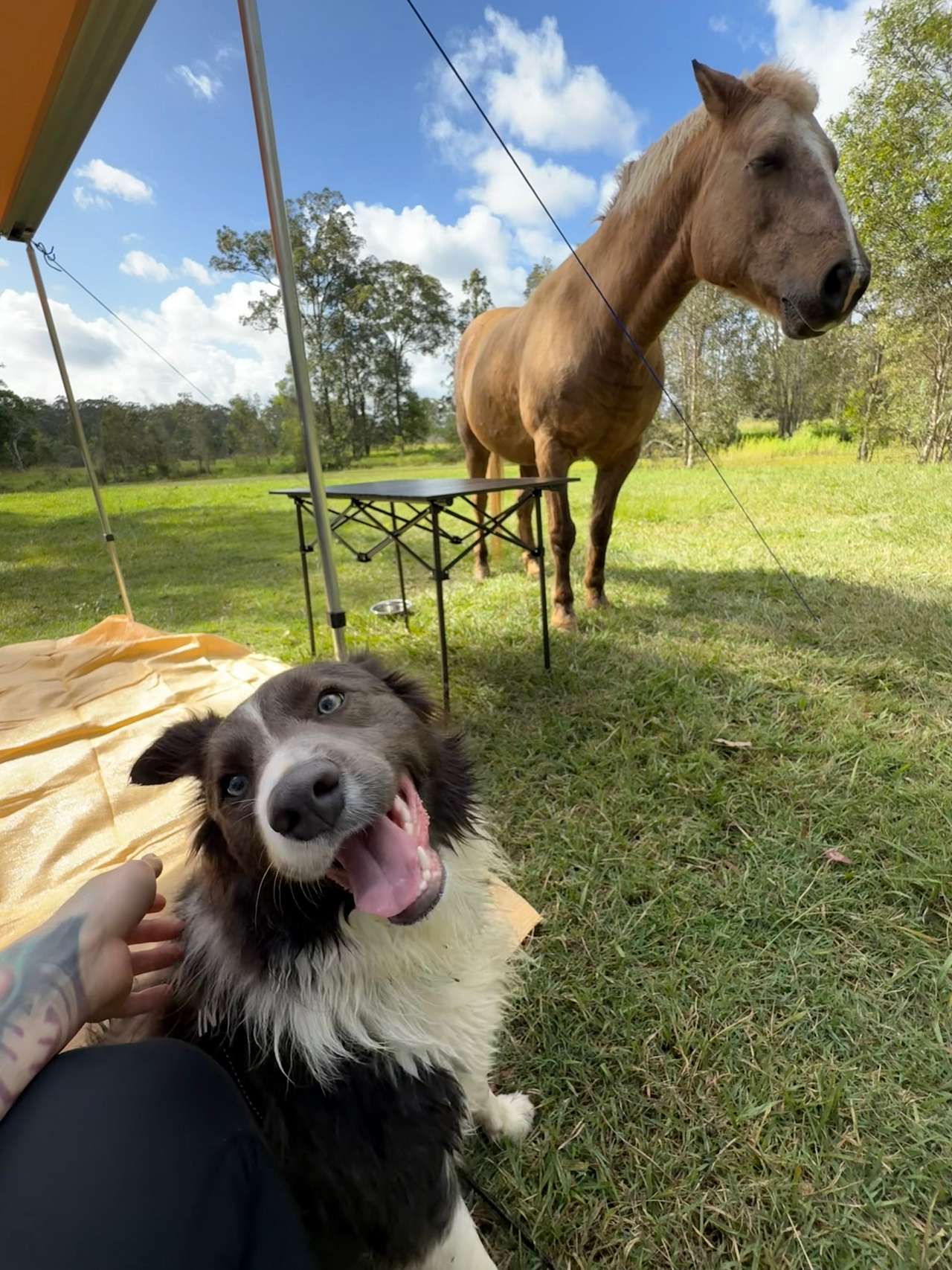 Clyde’s Forest Farm Adventure