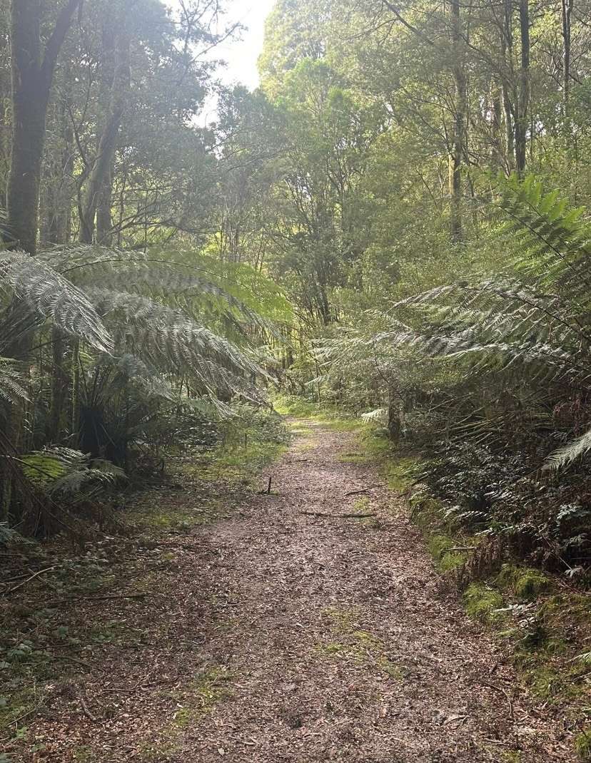 Lavers Hill Camp