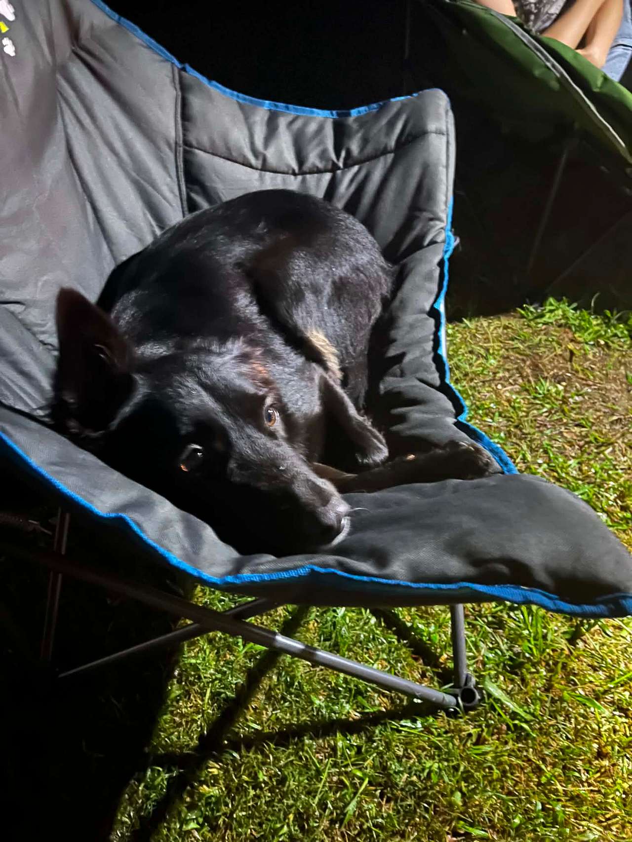 Dog loved being off-lead