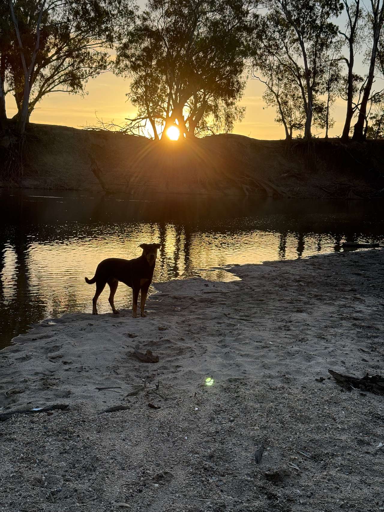 Palm Cove On The Murrumbidgee