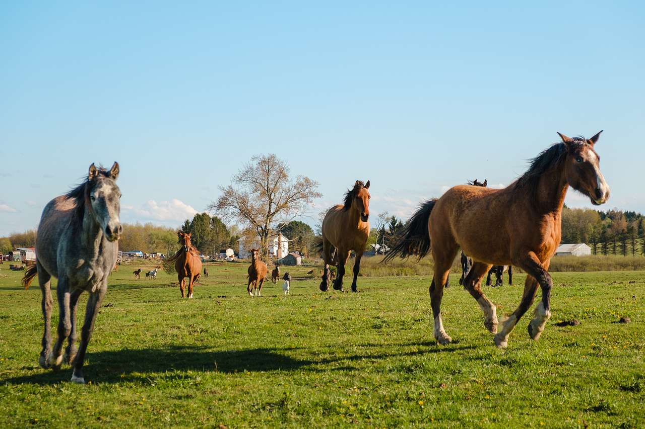 When Ed called the herd, they came galloping over