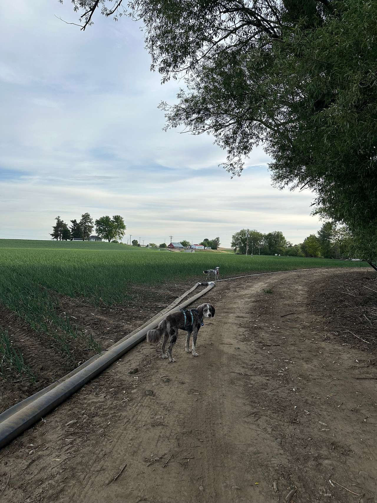 Experience Walla Walla Tranquility
