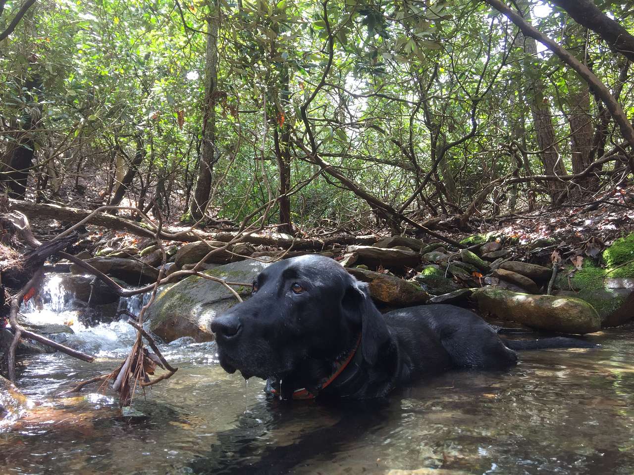 Creek Camp