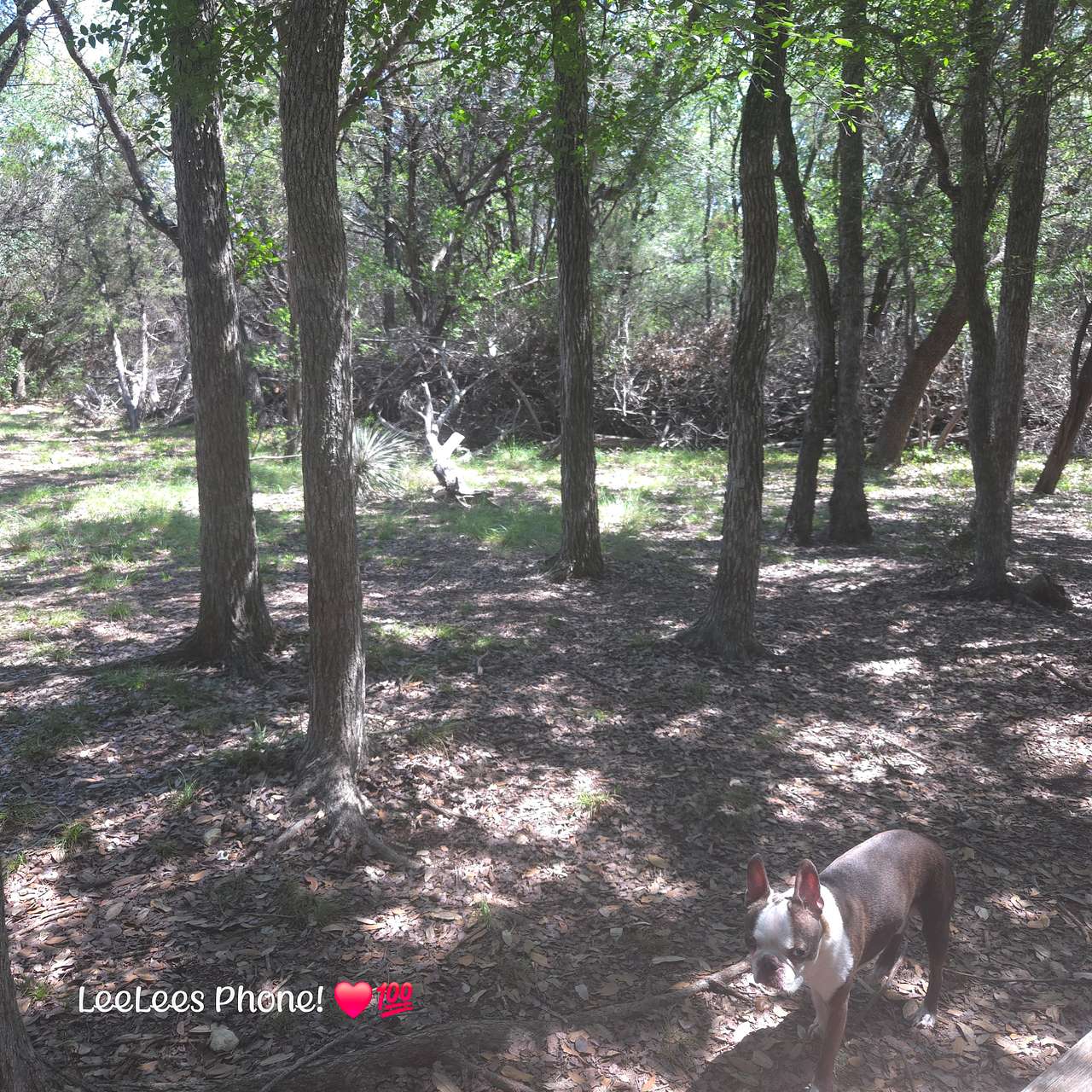 Camp area