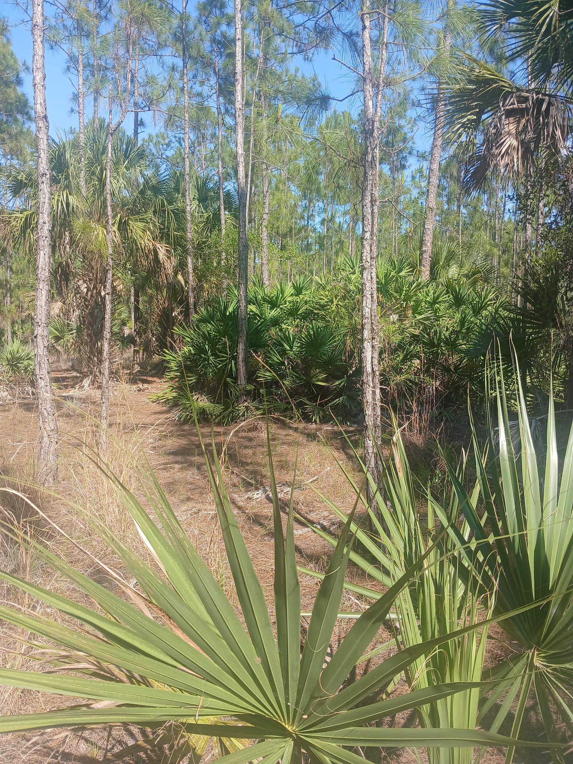 Harmony Bamboo Nursery